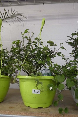 Lot 2112 - Hanging basket of Ballerina roses