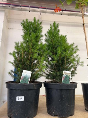 Lot 2114 - Pair of potted piceas