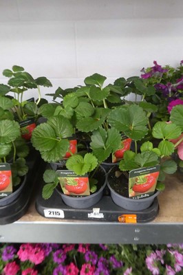 Lot 2115 - Tray containing 8 potted Rowena strawberry plants