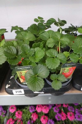 Lot 2116 - Tray containing 8 potted Rowena strawberry plants