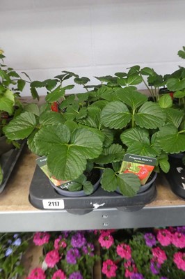 Lot 2117 - Tray containing 8 potted Rowena strawberry plants
