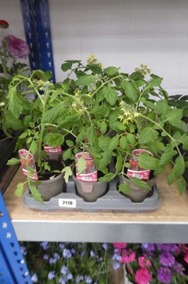 Lot 2118 - Tray containing 9 Garden Pearl tomato plants