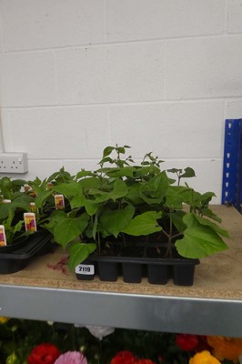 Lot 2119 - 3 trays of runner beans