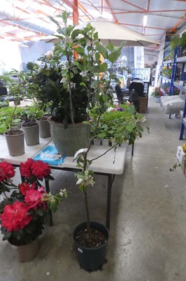 Lot 2122 - Large potted 12L James Grieve apple tree