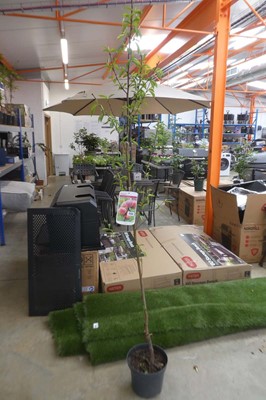 Lot 2123 - Large potted Peregrine peach tree
