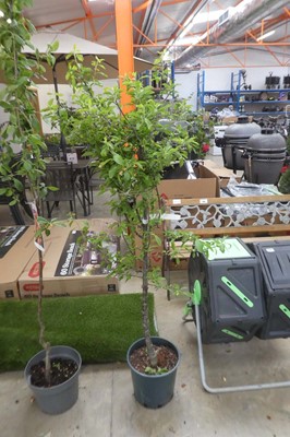 Lot 2126 - Large potted damson tree