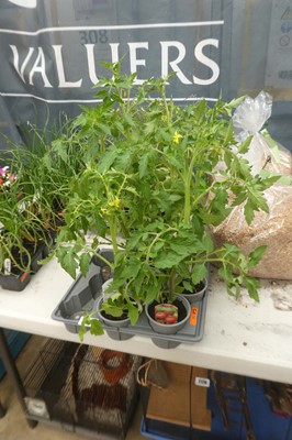 Lot 2127 - 6 Money Maker tomato plants