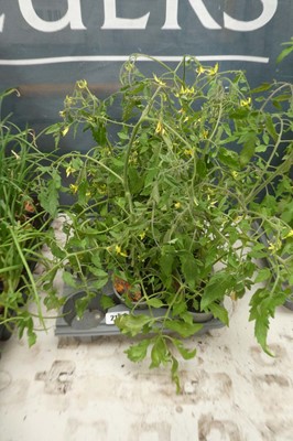 Lot 2128 - 6 potted Tumbling Tom yellow tomato plants