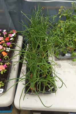Lot 2129 - 3 trays of Red Sun shallots