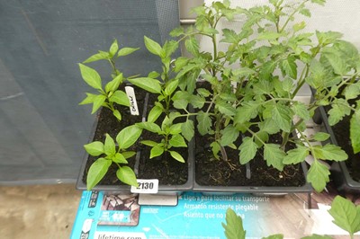 Lot 2130 - Tray containing 6 chili plants with 6 Cherry...