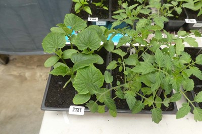 Lot 2131 - Tray containing 6 cucumber plants with tray of...