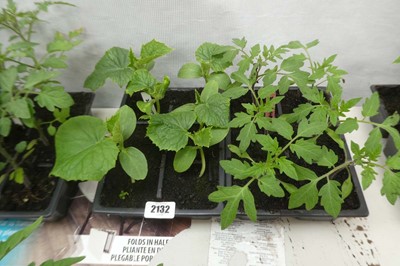 Lot 2132 - Tray of 6 cucumber plants with tray of 6 Money...