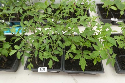 Lot 2133 - Tray of 6 Beef tomato plants with tray of 6...