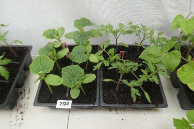 Lot 2134 - Tray of 6 cucumber plants with tray of 6...