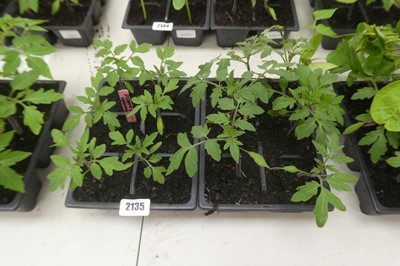 Lot 2135 - Tray of 6 Golden Universe tomato plants with...