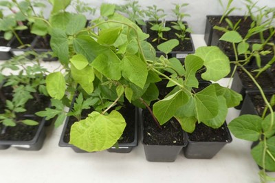 Lot 2137 - Tray of 6 Money Maker tomato plants with tray...