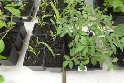 Lot 2138 - Tray of 6 sweetcorn plants with tray of 6 Beef...