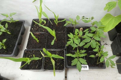 Lot 2139 - Tray of 6 sweetcorn plants with tray of 6...
