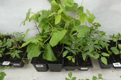 Lot 2140 - Tray of 6 runner beans plants with tray of 6...