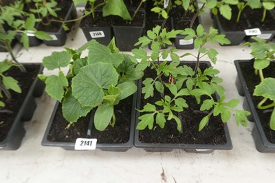 Lot 2141 - Tray of 6 cucumber plants with tray of 6...