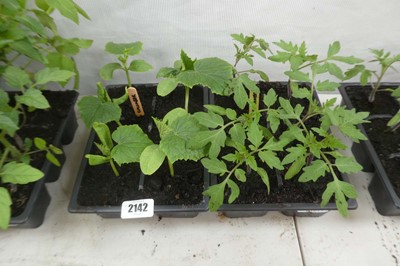 Lot 2142 - Tray of 6 cucumber plants with tray of 6 Money...