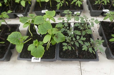 Lot 2143 - Tray of 6 cucumber plants with tray of 6...