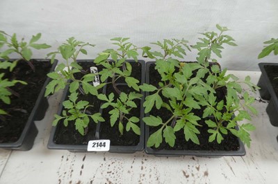 Lot 2144 - 2 trays of tomato plants incl. 6 Golden...