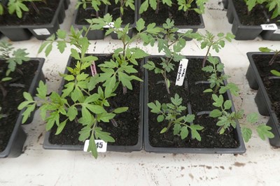 Lot 2145 - 2 trays of tomato plants incl. 6 Tumbling Tom...