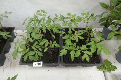 Lot 2146 - 2 trays of tomato plants incl. 6 Golden...