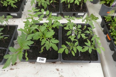 Lot 2147 - 2 trays of tomato plants incl. 6 Golden...