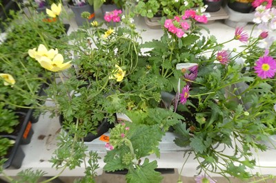 Lot 2148 - Tray of 6 pots of mixed basket plants
