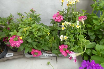 Lot 2150 - Tray of 6 pots of mixed basket plants