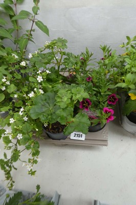 Lot 2151 - Tray of 6 pots of mixed basket plants