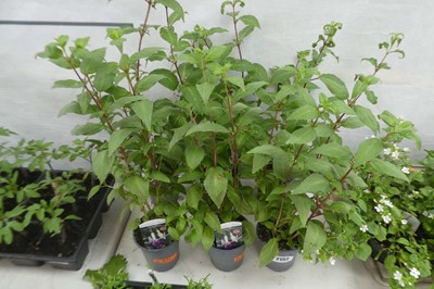 Lot 2152 - 6 pots of hardy fuchsias and fuchsia bushes