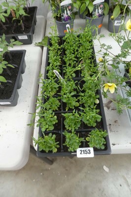 Lot 2153 - 2 trays containing 24 lobelia