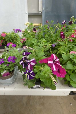 Lot 2154 - 3 trays of petunias