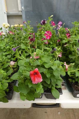 Lot 2155 - 3 trays of petunias