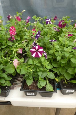 Lot 2156 - 3 trays of petunias
