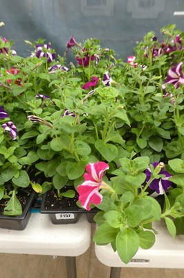 Lot 2157 - 3 trays of petunias