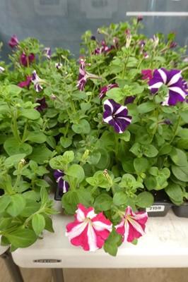 Lot 2158 - 3 trays of petunias