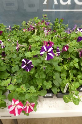 Lot 2159 - 3 trays of petunias