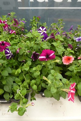Lot 2160 - 3 trays of petunias