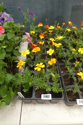 Lot 2162 - 3 trays of 27 French marigolds