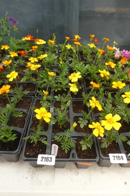 Lot 2163 - 3 trays of 27 French marigolds
