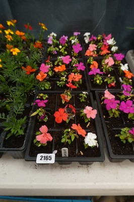 Lot 2165 - 3 trays of 27 impatiens