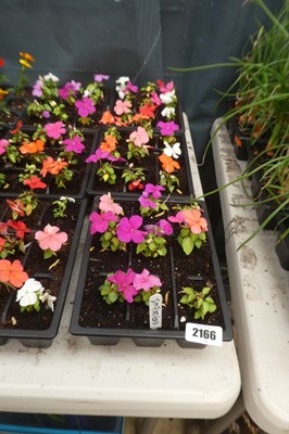 Lot 2166 - 3 trays of 27 impatiens