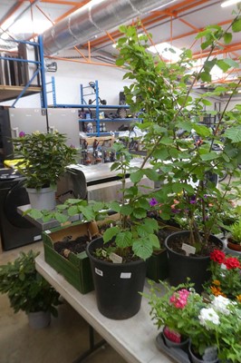 Lot 2170 - Large potted hazel tree