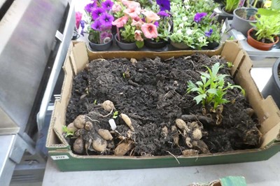 Lot 2172 - Tray of mixed dahlias