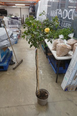 Lot 2179 - Large potted Absolutely Fabulous floribunda rose