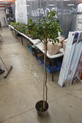 Lot 2180 - Large potted For Your Eyes Only standard rose
